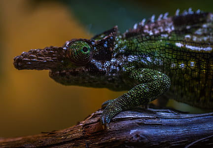 Green and Brown Chameleon thumbnail
