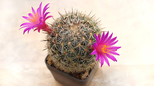 close-up photo of pink and green cacti thumbnail