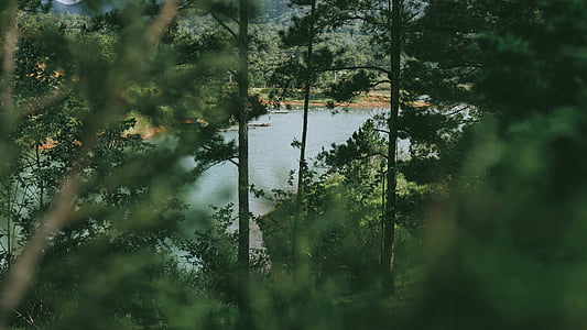 body of water near trees at daytime thumbnail