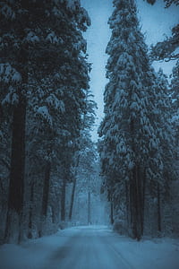 empty street in between of pine trees covered by snow thumbnail