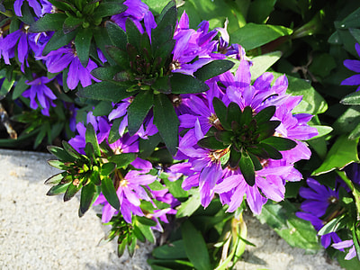green and purple flowers thumbnail
