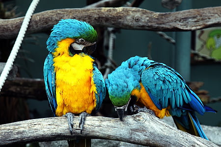two blue-and-yellow macaws perching on brown tree branch near white rope during daytime thumbnail