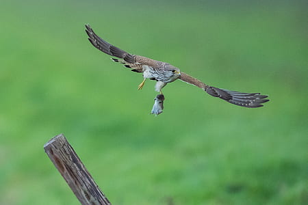 brown bird flying above green field outdoors thumbnail