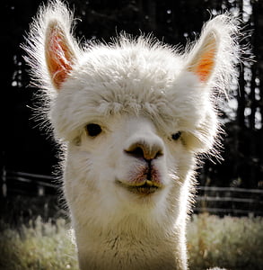 white llama thumbnail