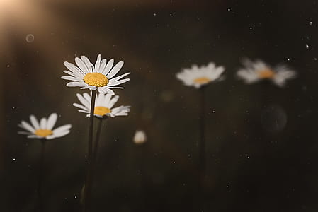 macro photo of daisy flowers thumbnail