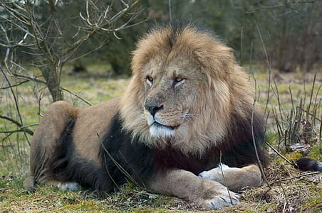 lion lying near bush thumbnail
