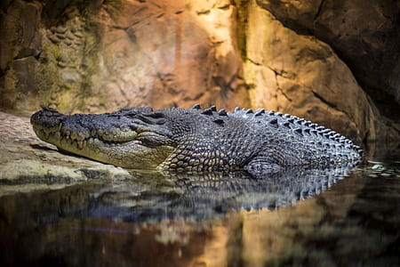 grey alligator in water thumbnail