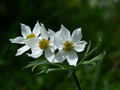 shallow focus photo of white flowers thumbnail