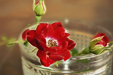 clear glass cup with rose illustration thumbnail