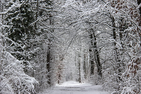 plain pathway between snow covered tress thumbnail