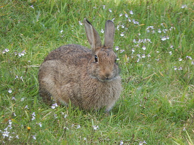 brown rabbit on field thumbnail