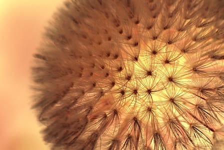 Brown Dandelion thumbnail
