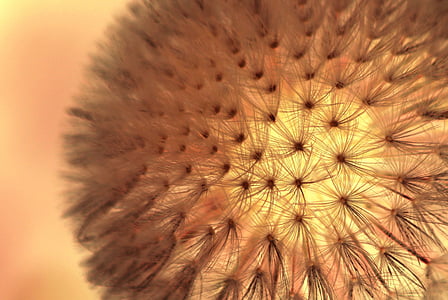 macro photography of white dandelion flower thumbnail