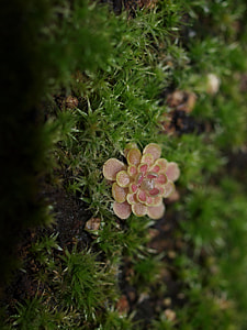 Pinguicula Debbertiana, Butterwort thumbnail
