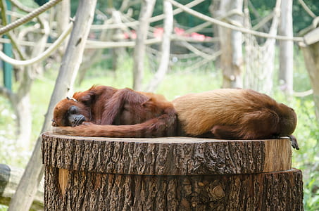 two primates sleeping on wood slab thumbnail