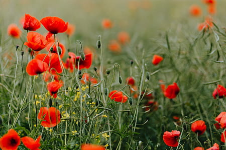 A field of Red Poppies thumbnail