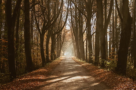 pathway between brown leafed trees thumbnail