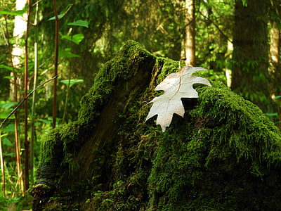 green leaf on rock thumbnail