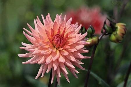 selective focus photography of pink dahlia flower on bloom thumbnail