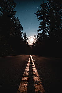 empty road in between tall trees thumbnail