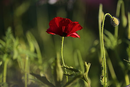 shallow focus photography of red flower thumbnail