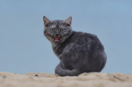 black cat on sand thumbnail