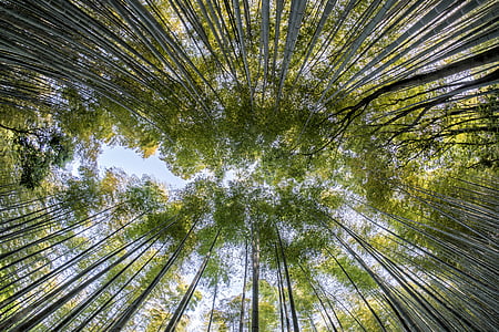 birds eye view of green trees thumbnail