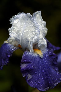 selective focus photography of white and purple Iris flower with dew thumbnail