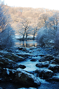 trees near body of water thumbnail