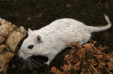 gray rodent thumbnail