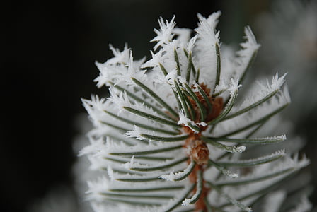 macro photo of white flowers thumbnail