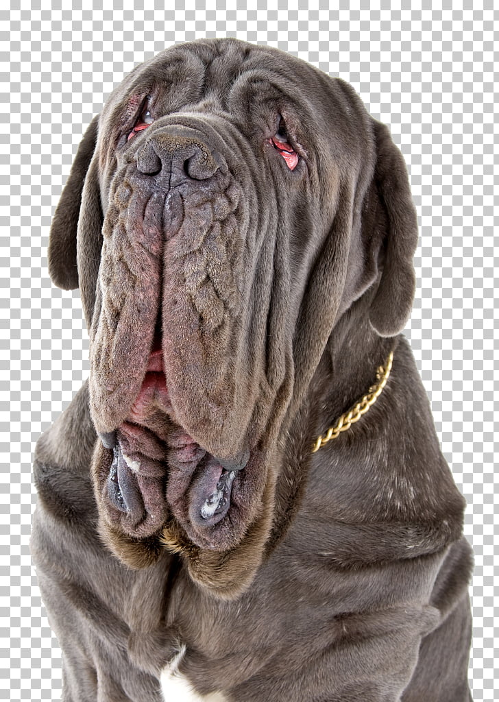 Neapolitan Mastiff English Mastiff Cane Corso Dogue De