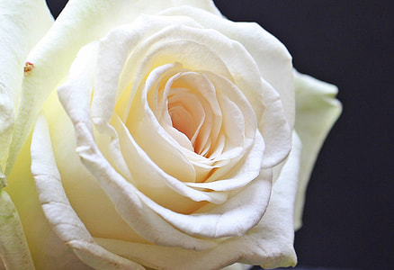 close-up photo fo white rose thumbnail