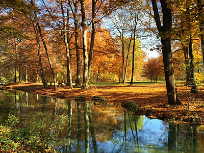 maple tree lot near on body of water during daytime thumbnail