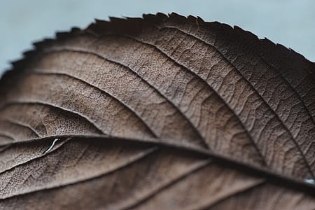 closeup photography of withered leaf thumbnail