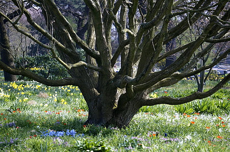 tree trunk on green grass thumbnail