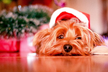 brown Yorkshire terrier resting on floor thumbnail
