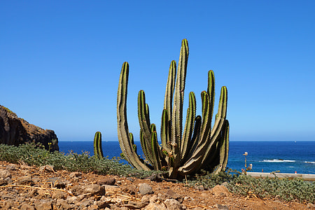 green cactus near blue sea under blue sky at daytime thumbnail