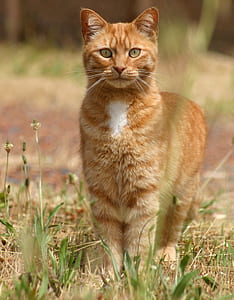 selective focus photo of orange tabby cat thumbnail