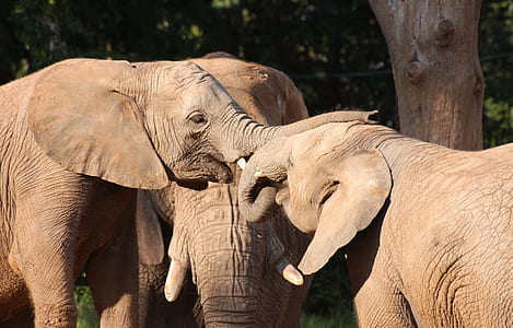 three elephants thumbnail