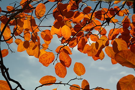 low angle photo of orange leaf tree under clear blue sky thumbnail