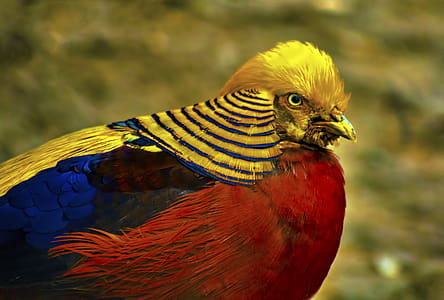 Male Golden Pheasant thumbnail