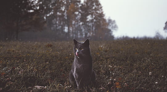 black cat on green grass thumbnail