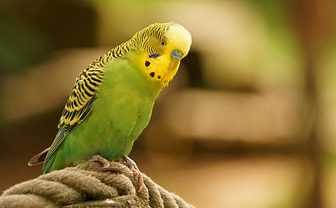 shallow focus photography of green and yellow parakeet thumbnail