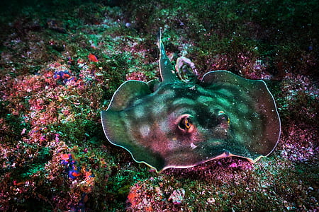 closeup photography of gray stingray thumbnail