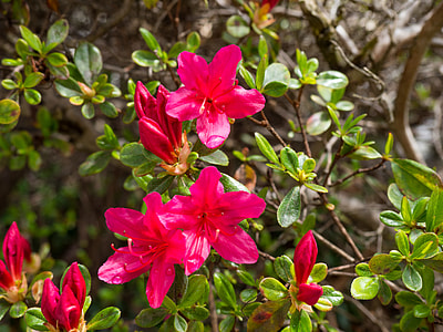 red petaled flowers thumbnail