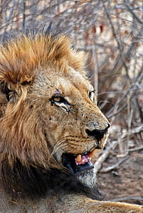 Lion Lying on Ground thumbnail