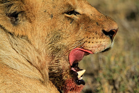 brown lion with blood on mouth thumbnail