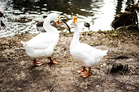 two white geese near body of water during daytime thumbnail