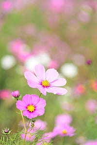 pink cosmos flowers thumbnail